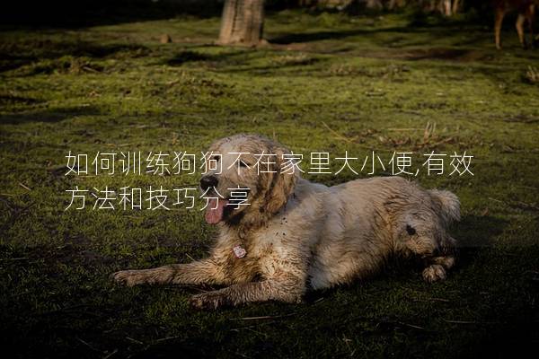 如何训练狗狗不在家里大小便,有效方法和技巧分享