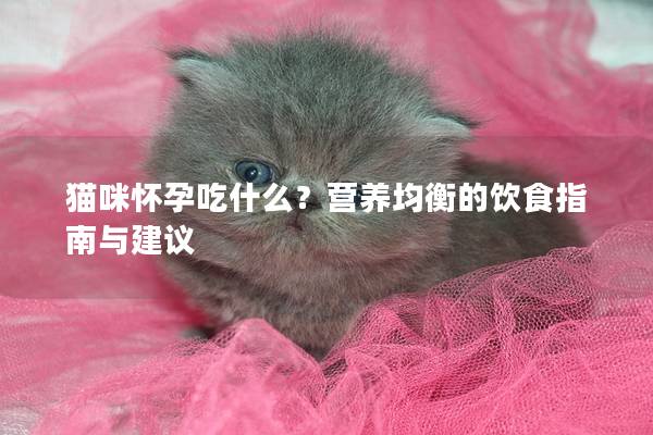 猫咪怀孕吃什么？营养均衡的饮食指南与建议