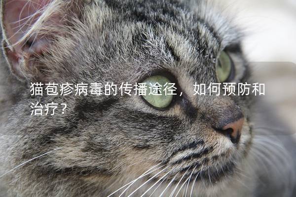 猫苞疹病毒的传播途径，如何预防和治疗？