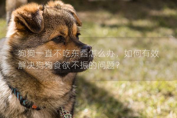 狗狗一直不吃东西怎么办，如何有效解决狗狗食欲不振的问题？