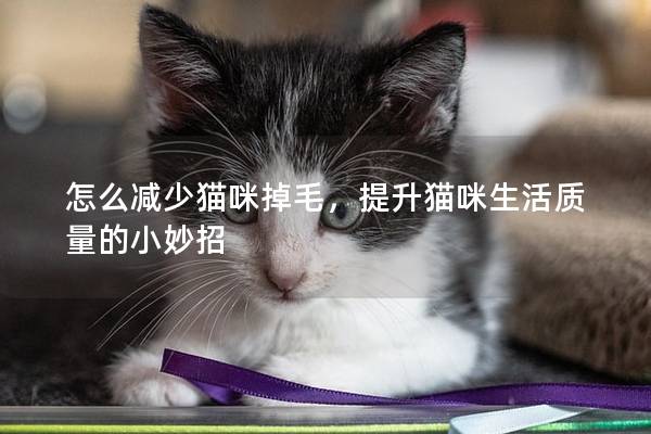 怎么减少猫咪掉毛，提升猫咪生活质量的小妙招