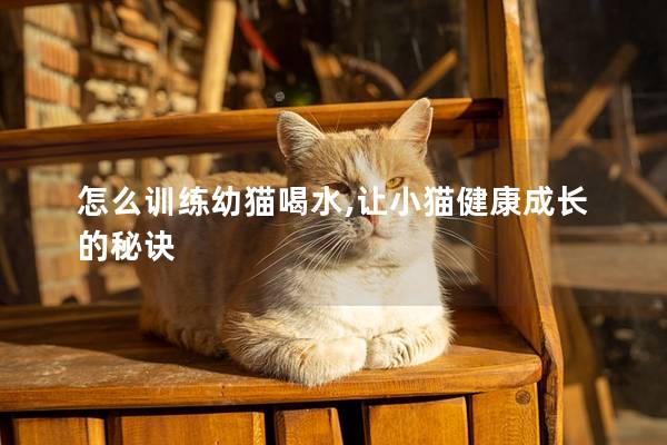 怎么训练幼猫喝水,让小猫健康成长的秘诀