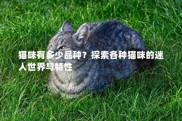 猫咪有多少品种？探索各种猫咪的迷人世界与特性