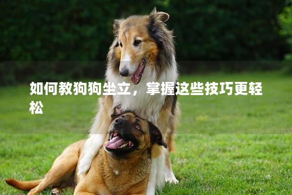 如何教狗狗坐立，掌握这些技巧更轻松