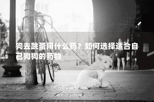 狗去跳蚤用什么药？如何选择适合自己狗狗的药物