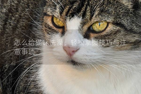 怎么给猫咪洗澡，轻松掌握技巧与注意事项