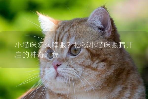 小猫咪多久睁眼？揭秘小猫咪眼睛开启的神奇过程
