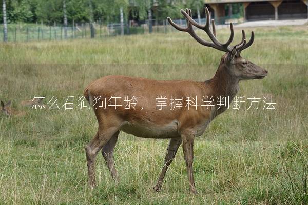 怎么看狗狗年龄，掌握科学判断方法