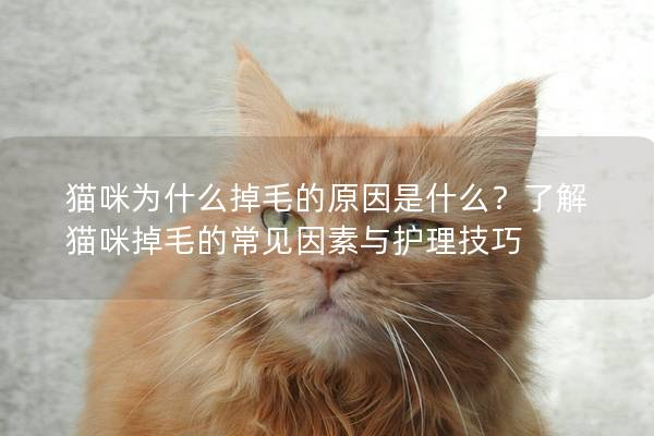 猫咪为什么掉毛的原因是什么？了解猫咪掉毛的常见因素与护理技巧