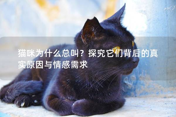 猫咪为什么总叫？探究它们背后的真实原因与情感需求