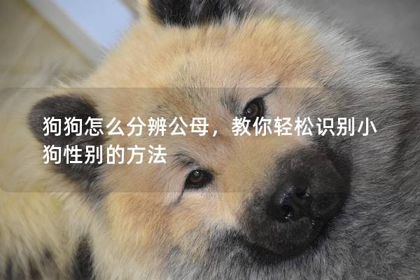 狗狗怎么分辨公母，教你轻松识别小狗性别的方法