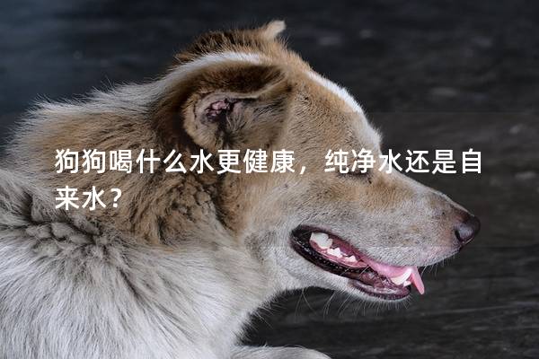狗狗喝什么水更健康，纯净水还是自来水？