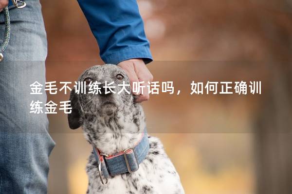 金毛不训练长大听话吗，如何正确训练金毛