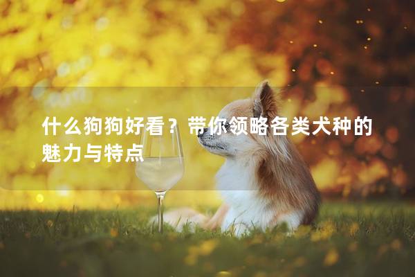 什么狗狗好看？带你领略各类犬种的魅力与特点