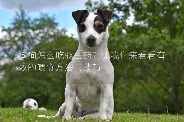 狗狗怎么吃驱虫药？让我们来看看有效的喂食方法与技巧