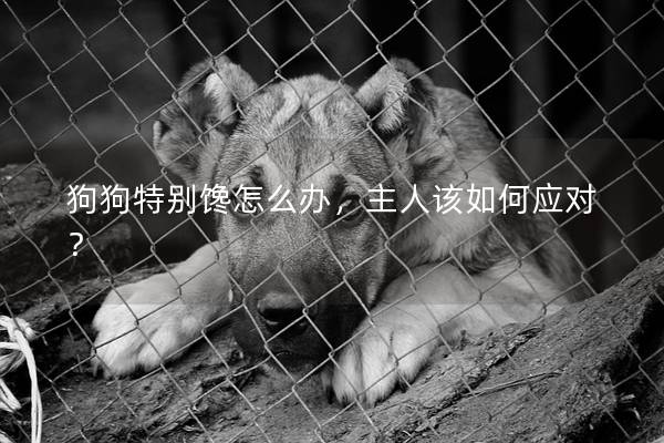 狗狗特别馋怎么办，主人该如何应对？