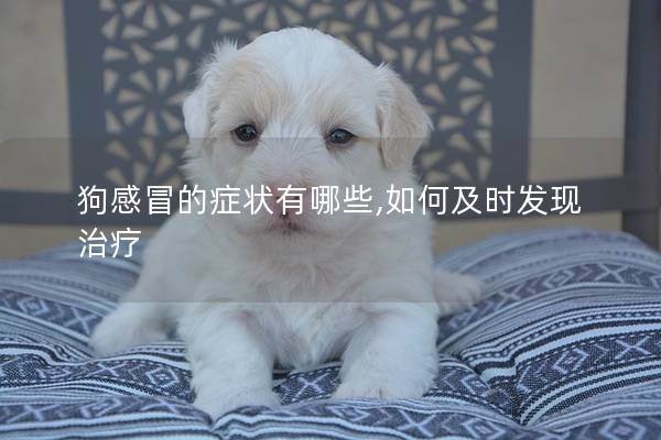 狗感冒的症状有哪些,如何及时发现治疗