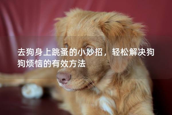 去狗身上跳蚤的小妙招，轻松解决狗狗烦恼的有效方法