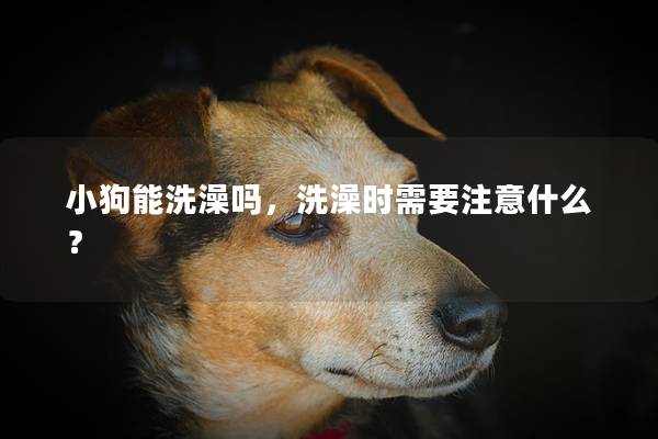 小狗能洗澡吗，洗澡时需要注意什么？