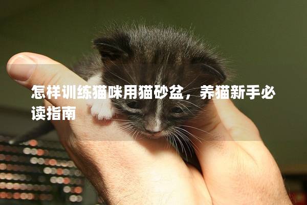 怎样训练猫咪用猫砂盆，养猫新手必读指南