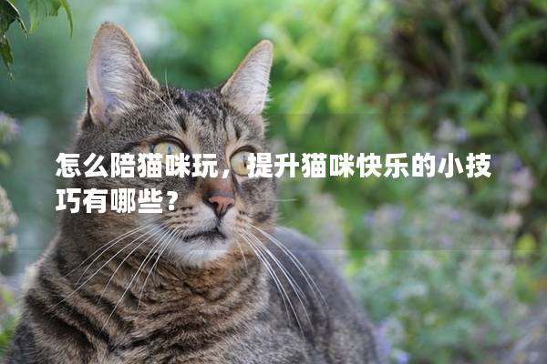 怎么陪猫咪玩，提升猫咪快乐的小技巧有哪些？