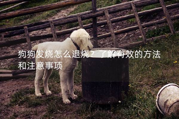 狗狗发烧怎么退烧？了解有效的方法和注意事项