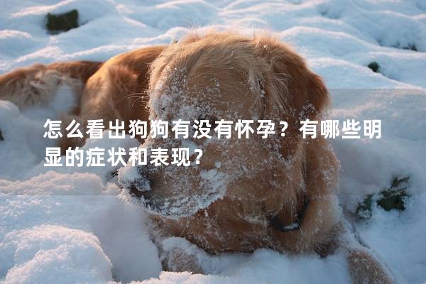 怎么看出狗狗有没有怀孕？有哪些明显的症状和表现？