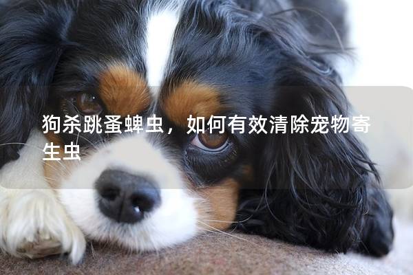 狗杀跳蚤蜱虫，如何有效清除宠物寄生虫