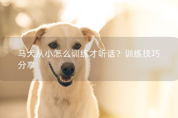 马犬从小怎么训练才听话？训练技巧分享