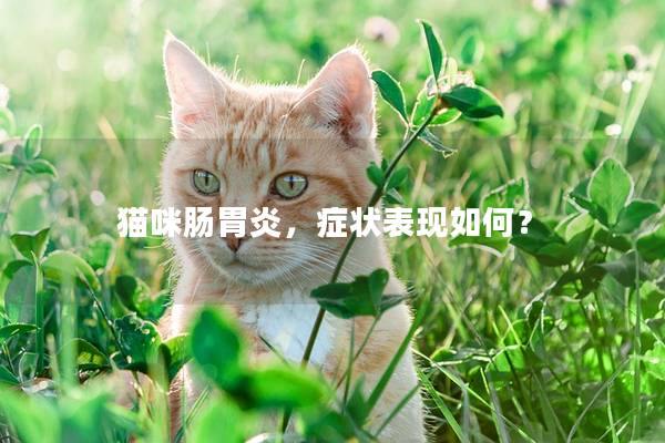 猫咪肠胃炎，症状表现如何？