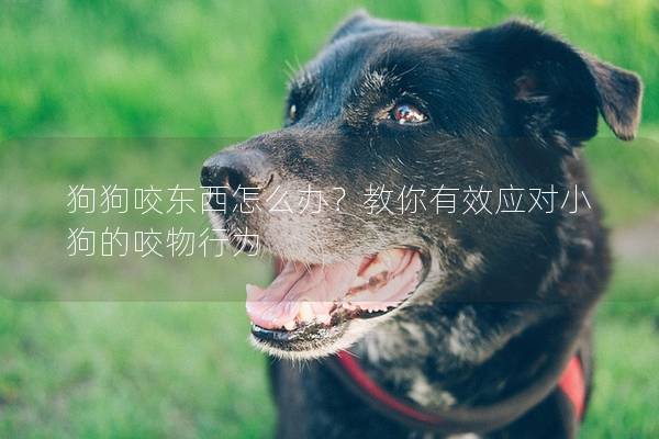 狗狗咬东西怎么办？教你有效应对小狗的咬物行为