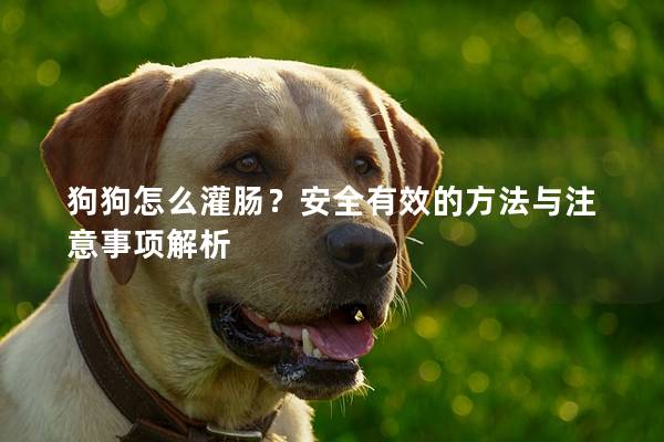 狗狗怎么灌肠？安全有效的方法与注意事项解析