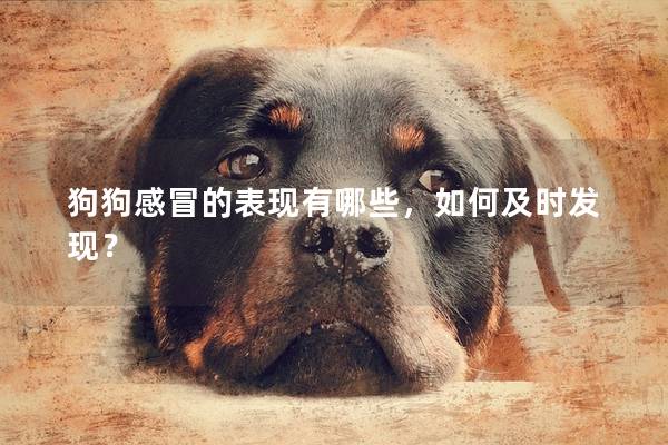 狗狗感冒的表现有哪些，如何及时发现？