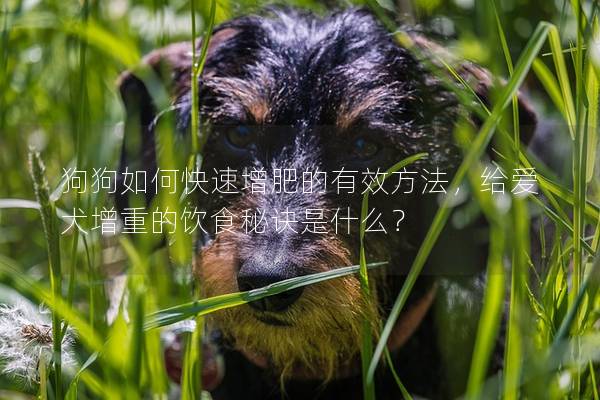 狗狗如何快速增肥的有效方法，给爱犬增重的饮食秘诀是什么？