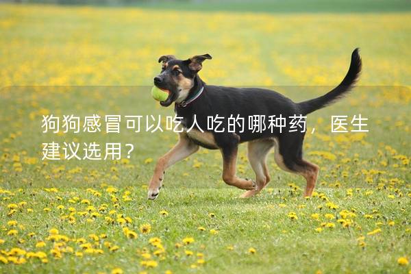 狗狗感冒可以吃人吃的哪种药，医生建议选用？