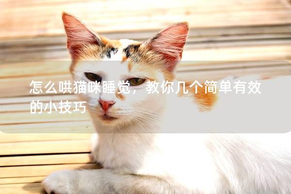 怎么哄猫咪睡觉，教你几个简单有效的小技巧