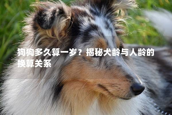 狗狗多久算一岁？揭秘犬龄与人龄的换算关系
