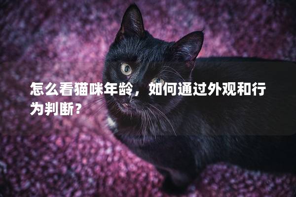 怎么看猫咪年龄，如何通过外观和行为判断？