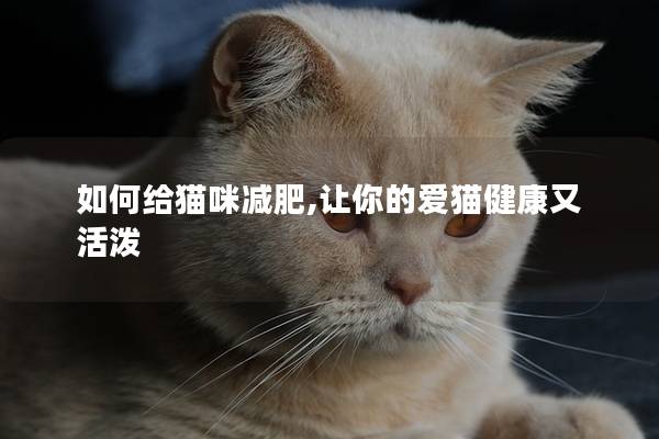 如何给猫咪减肥,让你的爱猫健康又活泼