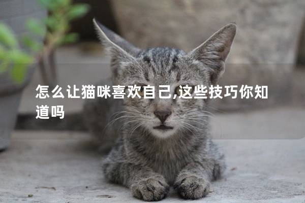 怎么让猫咪喜欢自己,这些技巧你知道吗