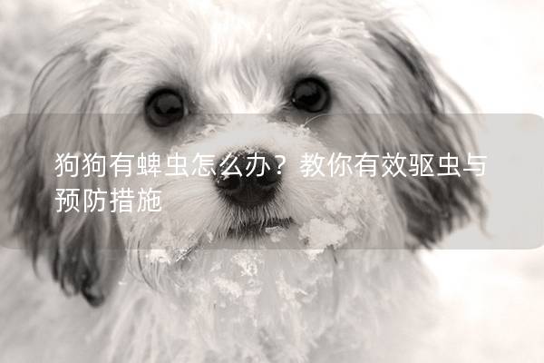 狗狗有蜱虫怎么办？教你有效驱虫与预防措施