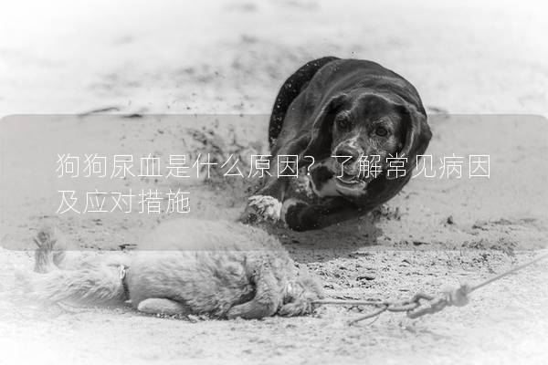 狗狗尿血是什么原因？了解常见病因及应对措施