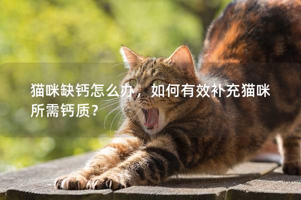 猫咪缺钙怎么办，如何有效补充猫咪所需钙质？