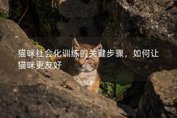猫咪社会化训练的关键步骤，如何让猫咪更友好