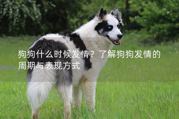 狗狗什么时候发情？了解狗狗发情的周期与表现方式