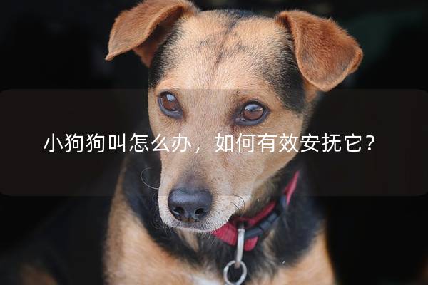 小狗狗叫怎么办，如何有效安抚它？
