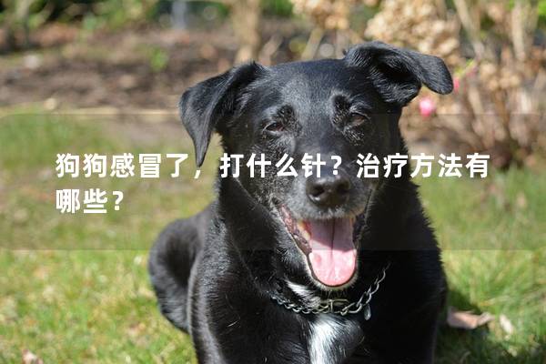 狗狗感冒了，打什么针？治疗方法有哪些？