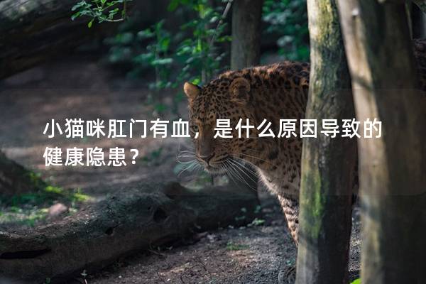 小猫咪肛门有血，是什么原因导致的健康隐患？