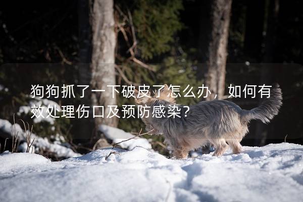 狗狗抓了一下破皮了怎么办，如何有效处理伤口及预防感染？