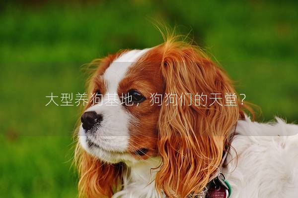 大型养狗基地，狗狗们的天堂？